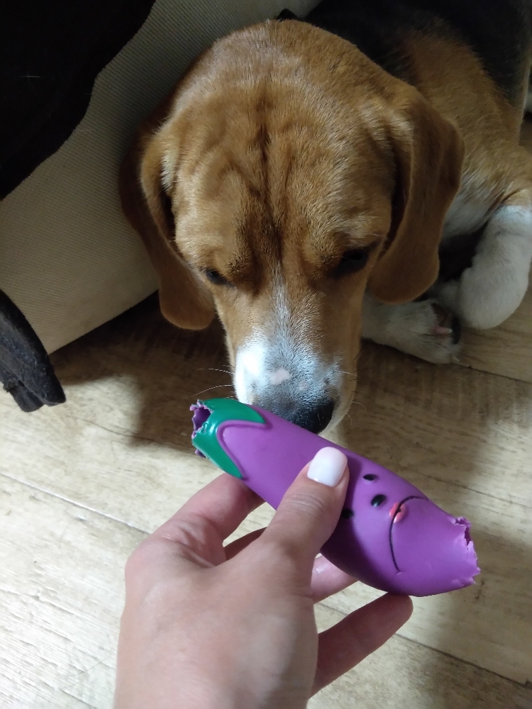 Фотография покупателя товара Игрушка пищащая "Баклажан" для собак, 13,5 см, фиолетовая - Фото 3