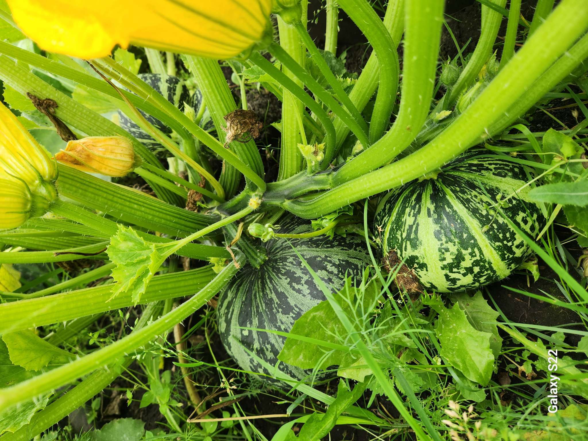 Фотография покупателя товара Средство от садовых муравьев Муравьед Туба 120 г - Фото 2