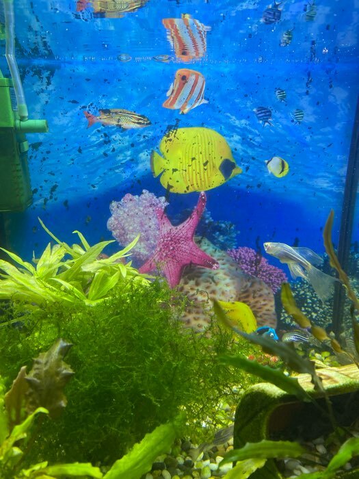 Фотография покупателя товара Фон для аквариума двухсторонний, 30 х 50 см