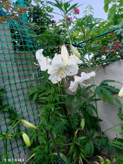 Фотография покупателя товара Лилия Тигровая «Свит Суренде», луковица в пакете с перфорацией, р-р 12/14, 3 шт. - Фото 428