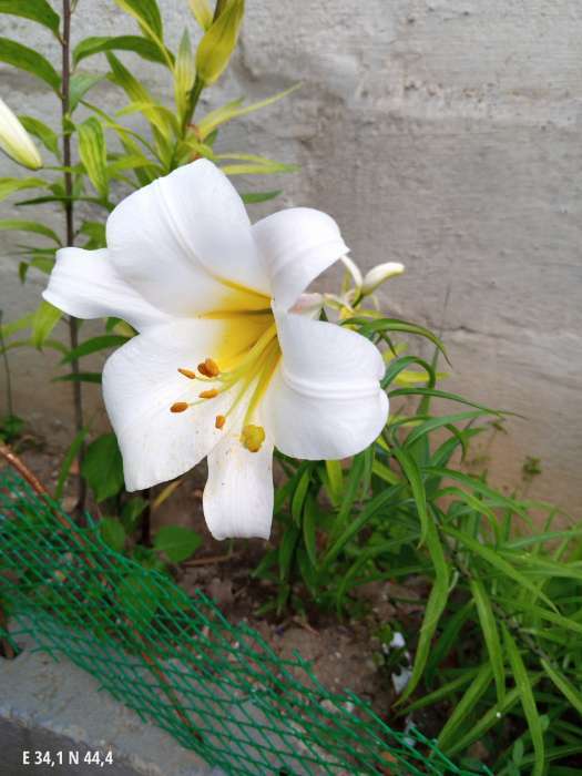 Фотография покупателя товара Лилия Тигровая «Свит Суренде», луковица в пакете с перфорацией, р-р 12/14, 3 шт. - Фото 427