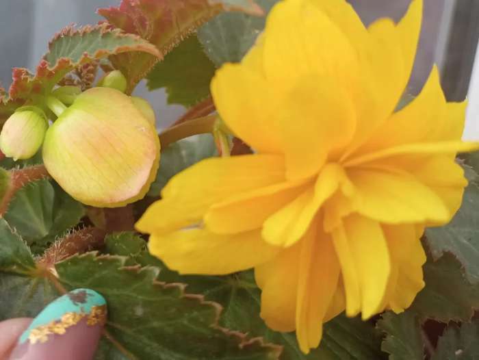 Фотография покупателя товара Семена цветов Бегония ампельная "Шансон" клубневая, желтая, 10 шт