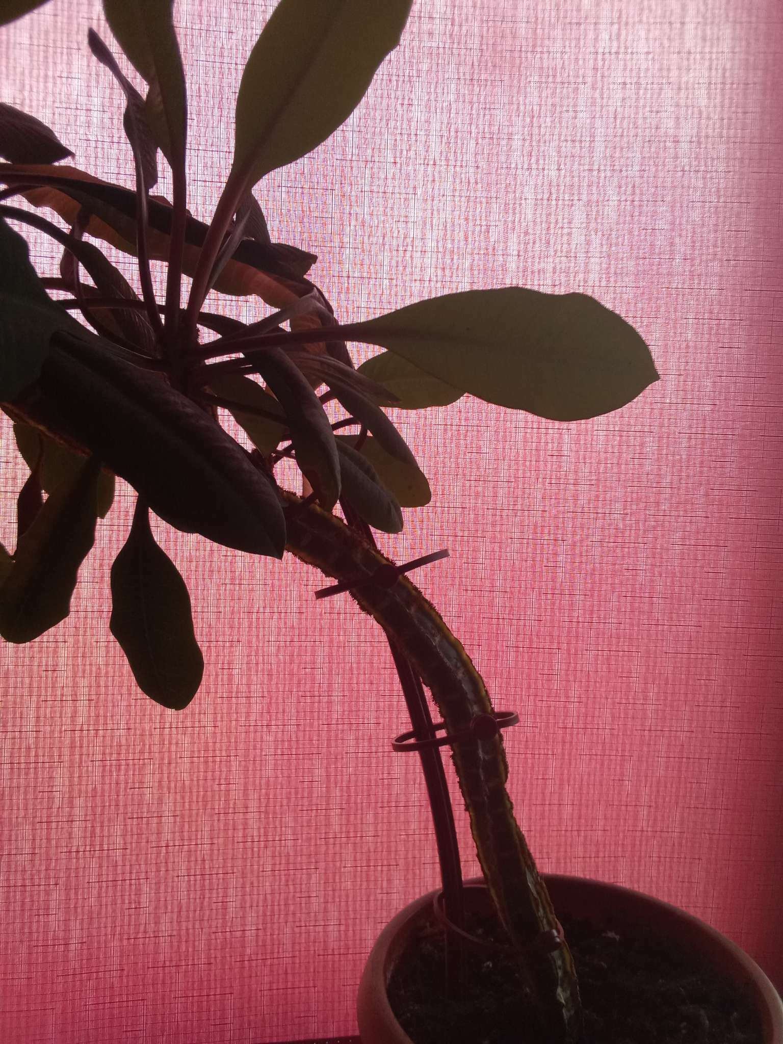 Фотография покупателя товара Поддержка для растений, h = 42 см, цвет МИКС - Фото 10