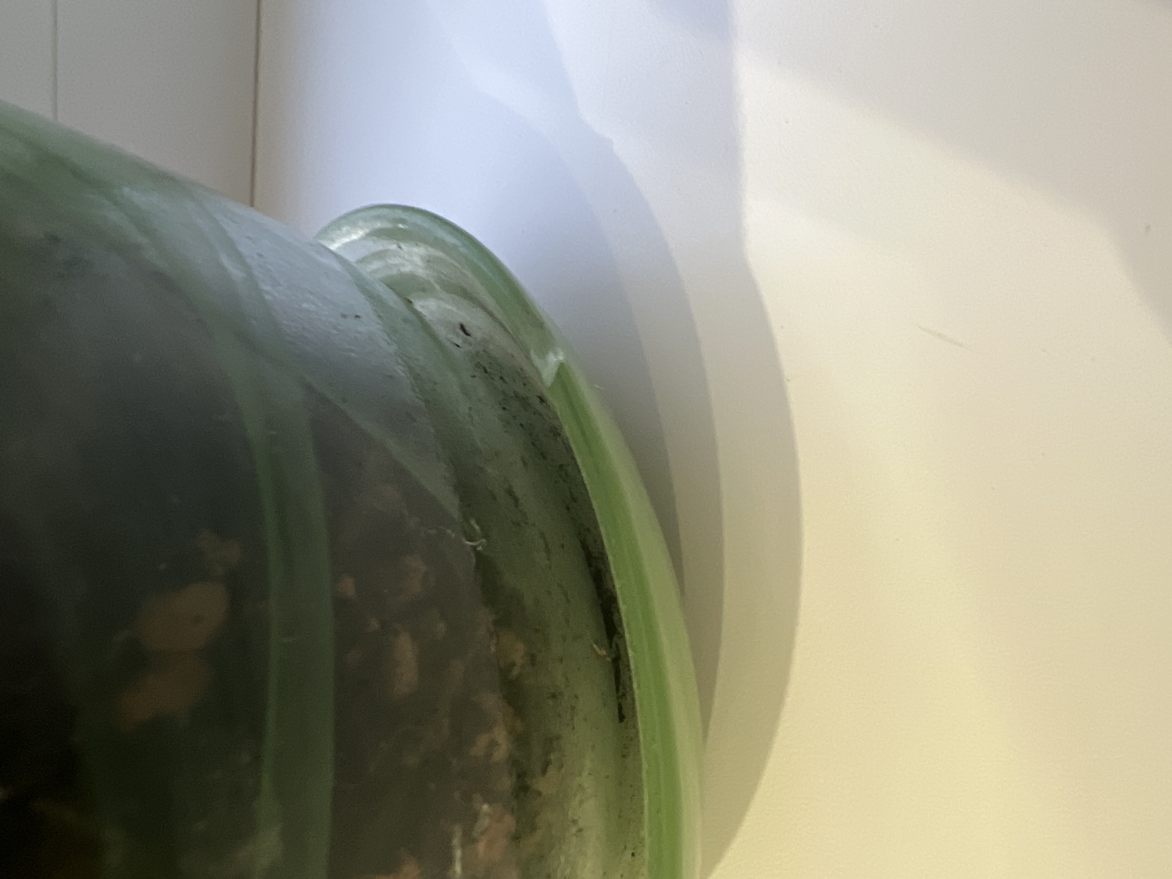 Фотография покупателя товара Горшок цветочный с поддоном "Гармония", зелёный 2 л - Фото 1