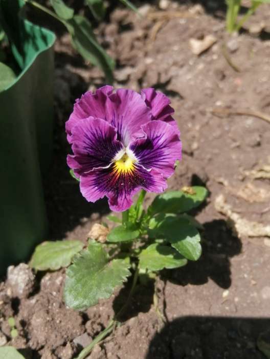Фотография покупателя товара Семена цветов Виола "Махровое кружево", 4 шт. - Фото 1