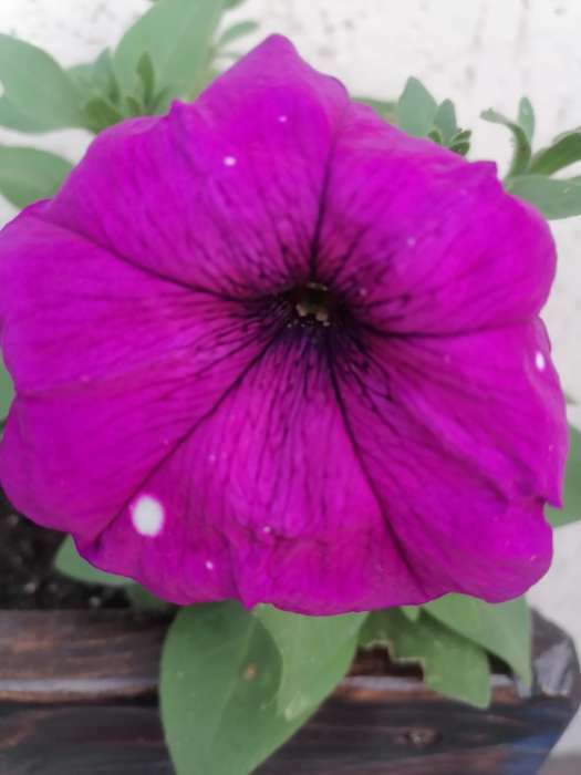 Фотография покупателя товара Семена цветов  Петуния Дот Стар "Звездное небо", ц/п,  смесь многоцветковая, F1, 5 шт - Фото 1