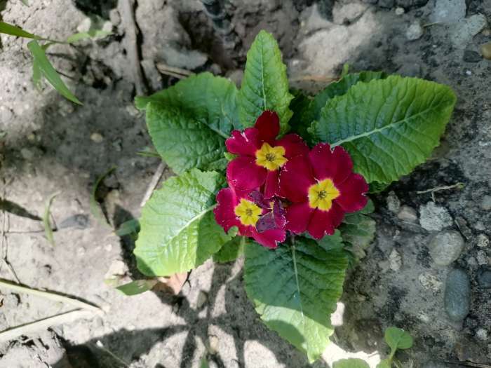 Фотография покупателя товара Семена цветов Примула "Эрфуртские великаны", ц/п, серия Устойчив к заморозкам, 20 шт - Фото 7
