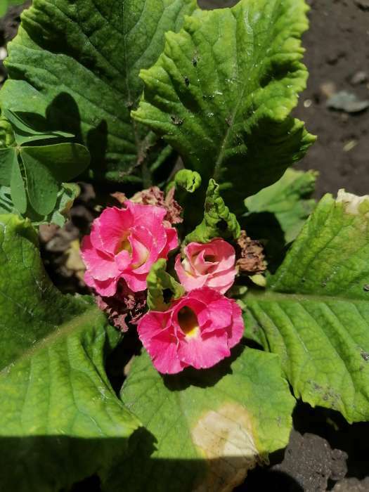 Фотография покупателя товара Семена цветов Примула "Эрфуртские великаны", ц/п, серия Устойчив к заморозкам, 20 шт - Фото 9