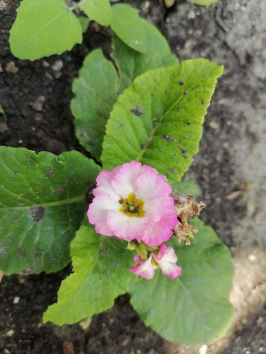 Фотография покупателя товара Семена цветов Примула "Эрфуртские великаны", ц/п, серия Устойчив к заморозкам, 20 шт - Фото 8