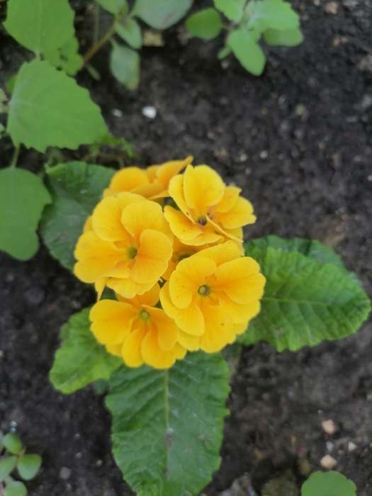 Фотография покупателя товара Семена цветов Примула "Эрфуртские великаны", ц/п, серия Устойчив к заморозкам, 20 шт - Фото 6