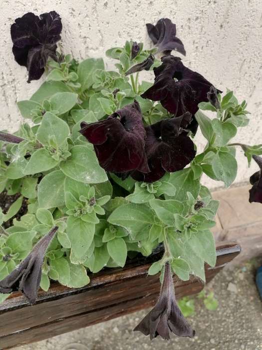 Фотография покупателя товара Семена Петуния Софистика черная F1 крупноцветковая, 4 шт., - Фото 7