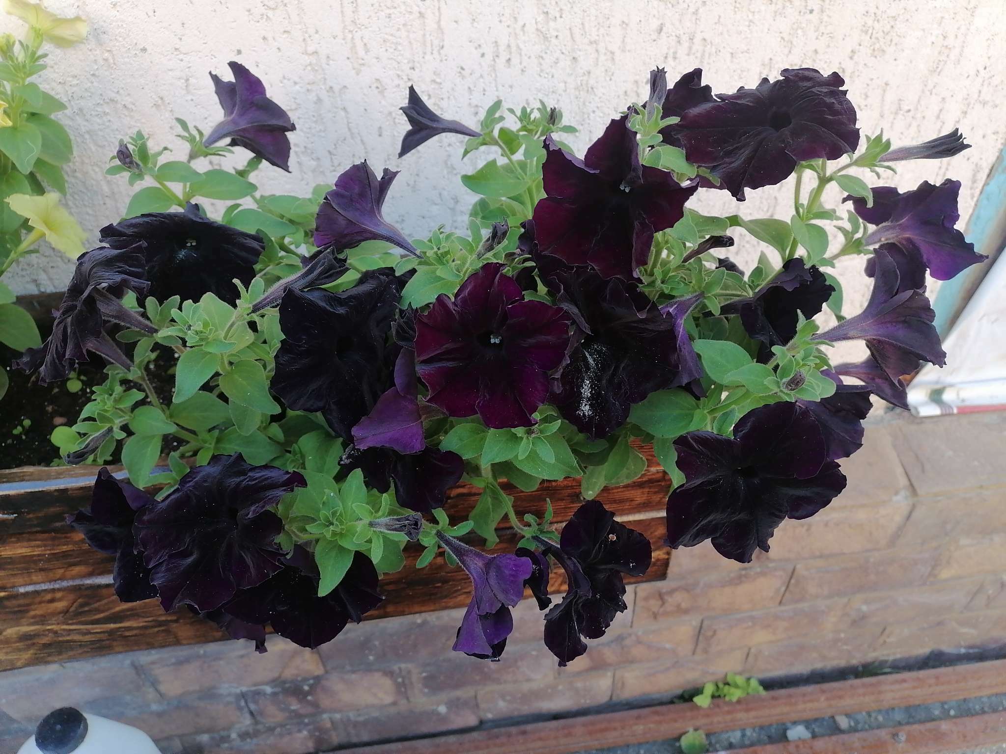 Фотография покупателя товара Семена Петуния Софистика черная F1 крупноцветковая, 4 шт., - Фото 8