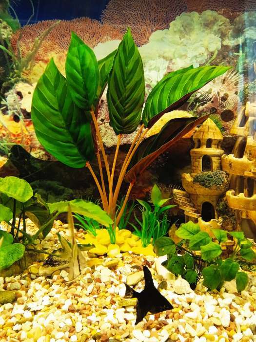 Фотография покупателя товара Растение аквариумное на камнях, 30 х 30 х 20 см - Фото 2