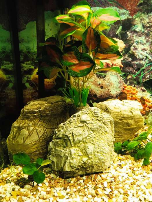 Фотография покупателя товара Растение аквариумное «В горшочке», 31×23×19 см - Фото 2