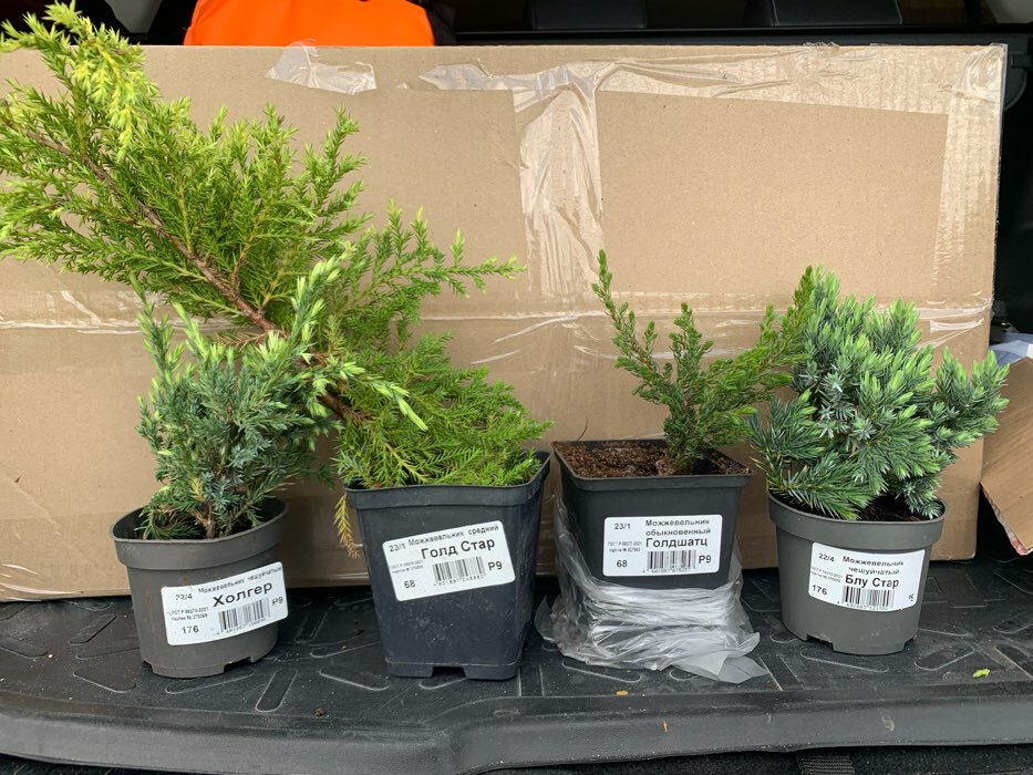 Фотография покупателя товара Саженец Можжевельник чешуйчатый «Холгер», Р9, 1 шт., h=3-20 см - Фото 3