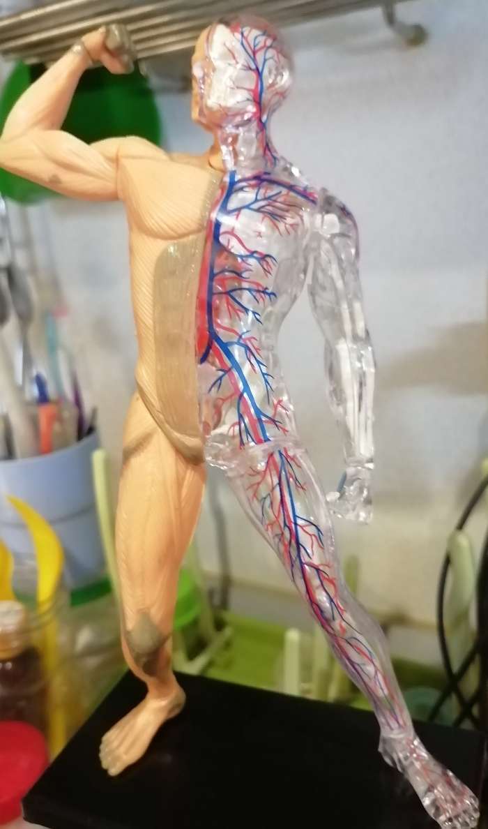 Фотография покупателя товара Набор для опытов «Строение тела», анатомия человека - Фото 50