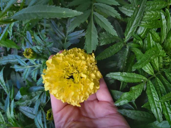 Фотография покупателя товара Семена цветов Бархатцы "Лимонное чудо" прямостоячие, О, 0,1 г - Фото 1