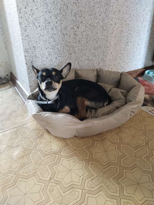 Фотография покупателя товара Лежанка для животных, 50×40×15 см, мебельная ткань, холлофайбер, цвет МИКС - Фото 10