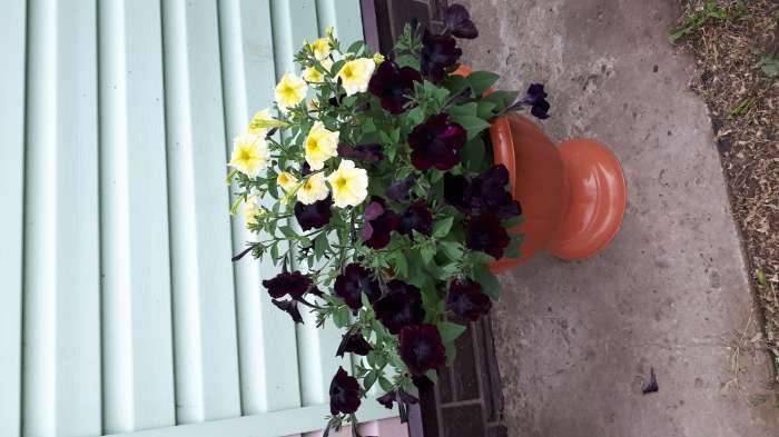 Фотография покупателя товара Семена цветов Петуния "Черная вишня" F1 многоцветковая, О, гранулы, пробирка 4 шт.