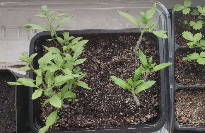 Фотография покупателя товара Семена Томат "Бычье сердце", компакт,  детерминантный, низкорослый 20 шт - Фото 1