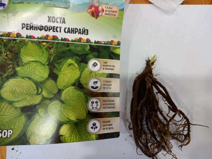 Фотография покупателя товара Хоста «Патриот», корневище в пакете с торфогрунтом, р-р I, 1 шт. - Фото 227