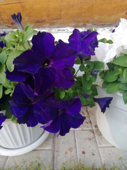 Фотография покупателя товара Семена цветов Петуния грандифлора "Аладдин Синяя", 30 шт. - Фото 8