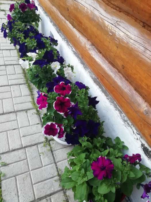 Фотография покупателя товара Семена цветов Петуния грандифлора "Аладдин Синяя", 30 шт. - Фото 9