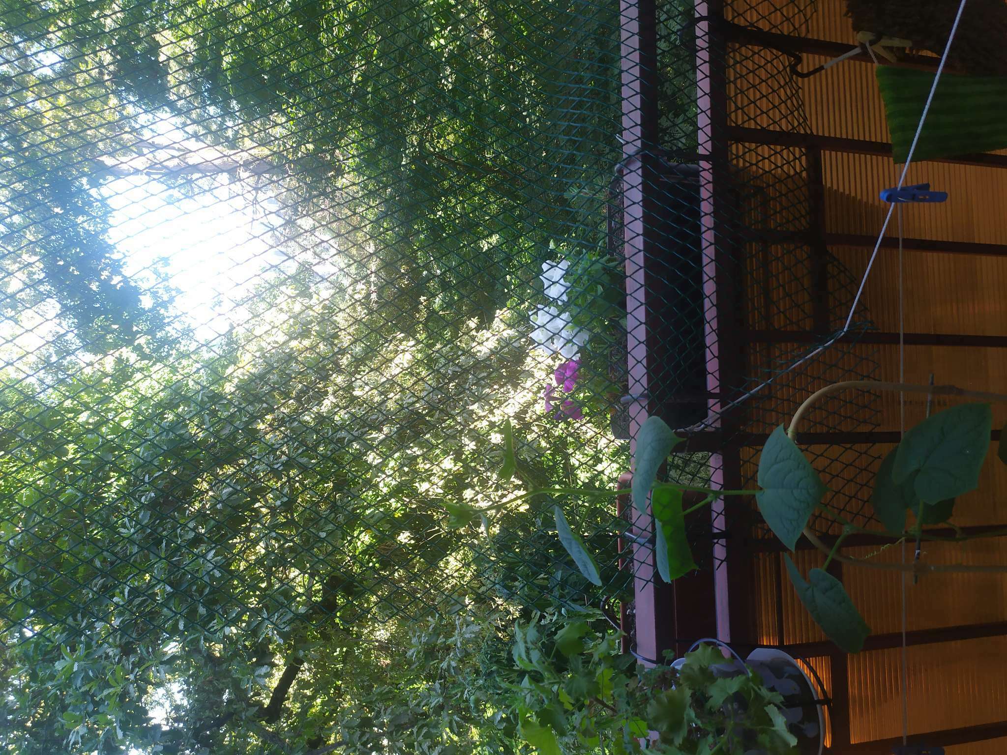 Фотография покупателя товара Сетка садовая, 1 × 5 м, ячейка ромб 15 × 15 мм, пластиковая, зелёная, Greengo - Фото 1