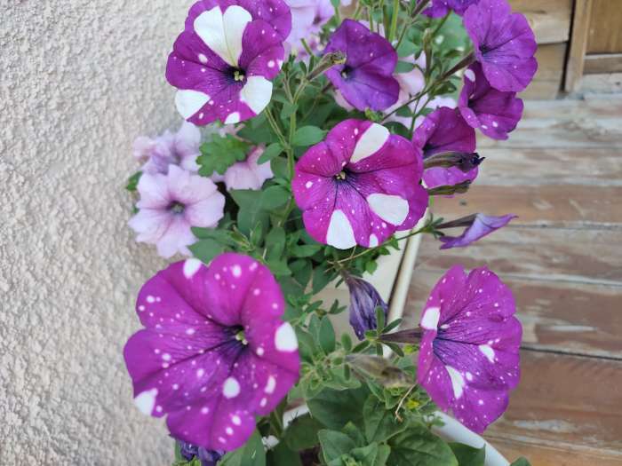 Фотография покупателя товара Семена цветов Петуния "Фиолетовый леопард",  F1, 5 шт