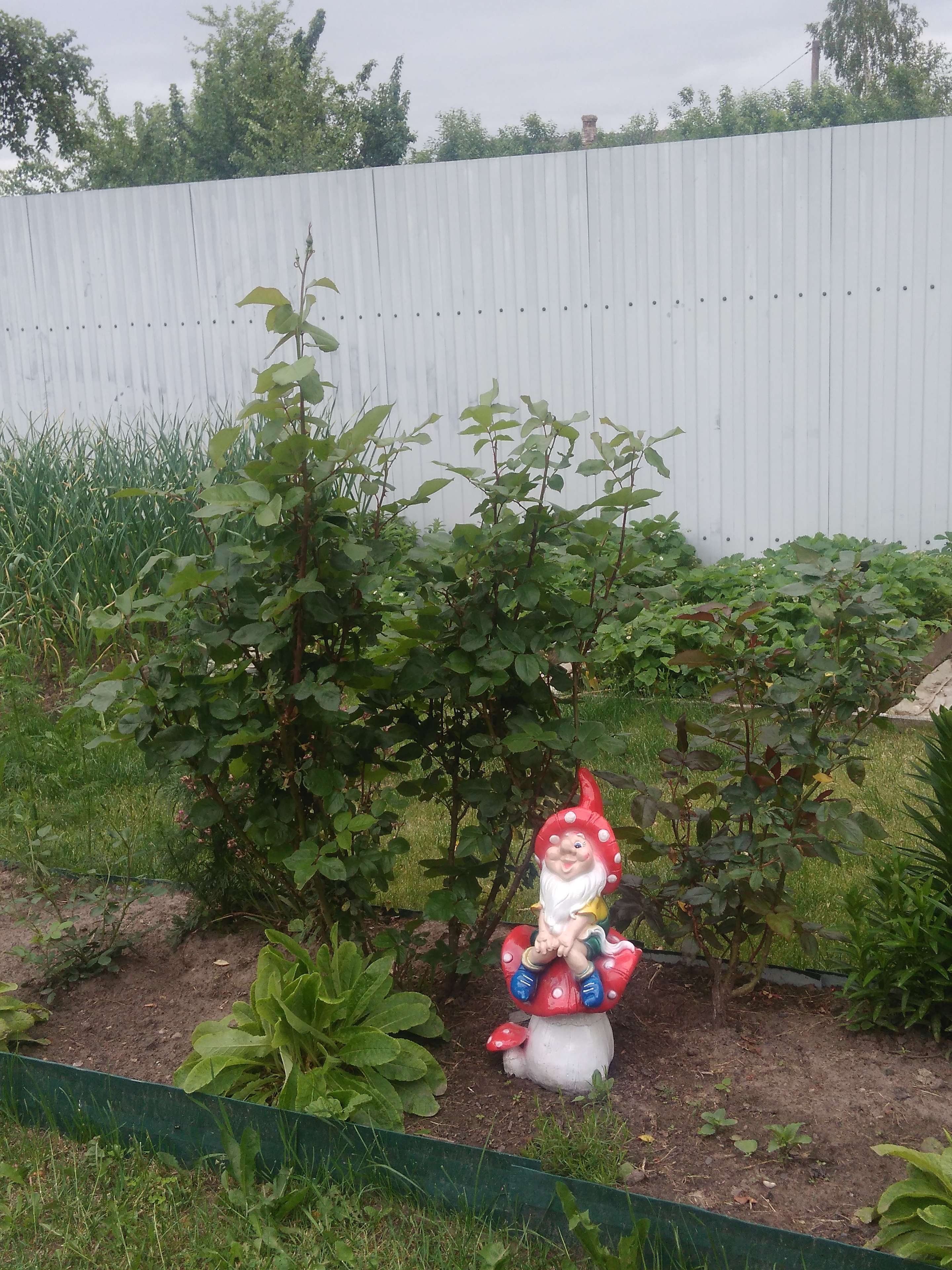 Фотография покупателя товара Садовая фигура "Гном на грибочке", разноцветная, гипс, 52 см - Фото 2