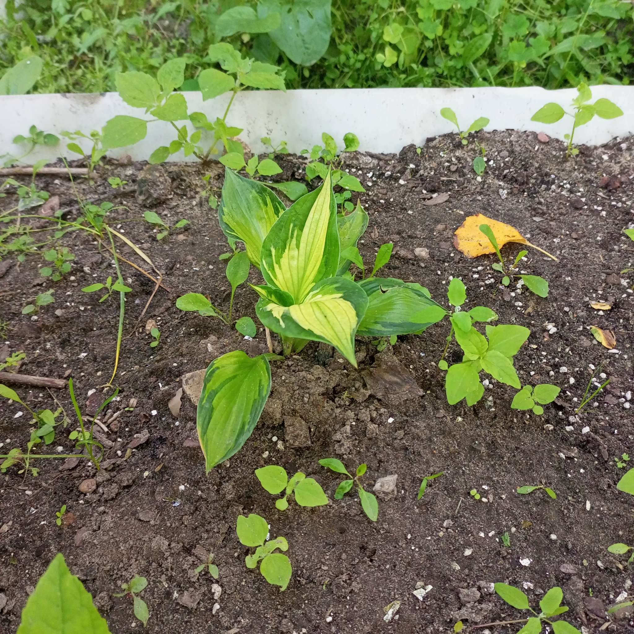 Фотография покупателя товара Хоста «Патриот», корневище в пакете с торфогрунтом, р-р I, 1 шт. - Фото 225