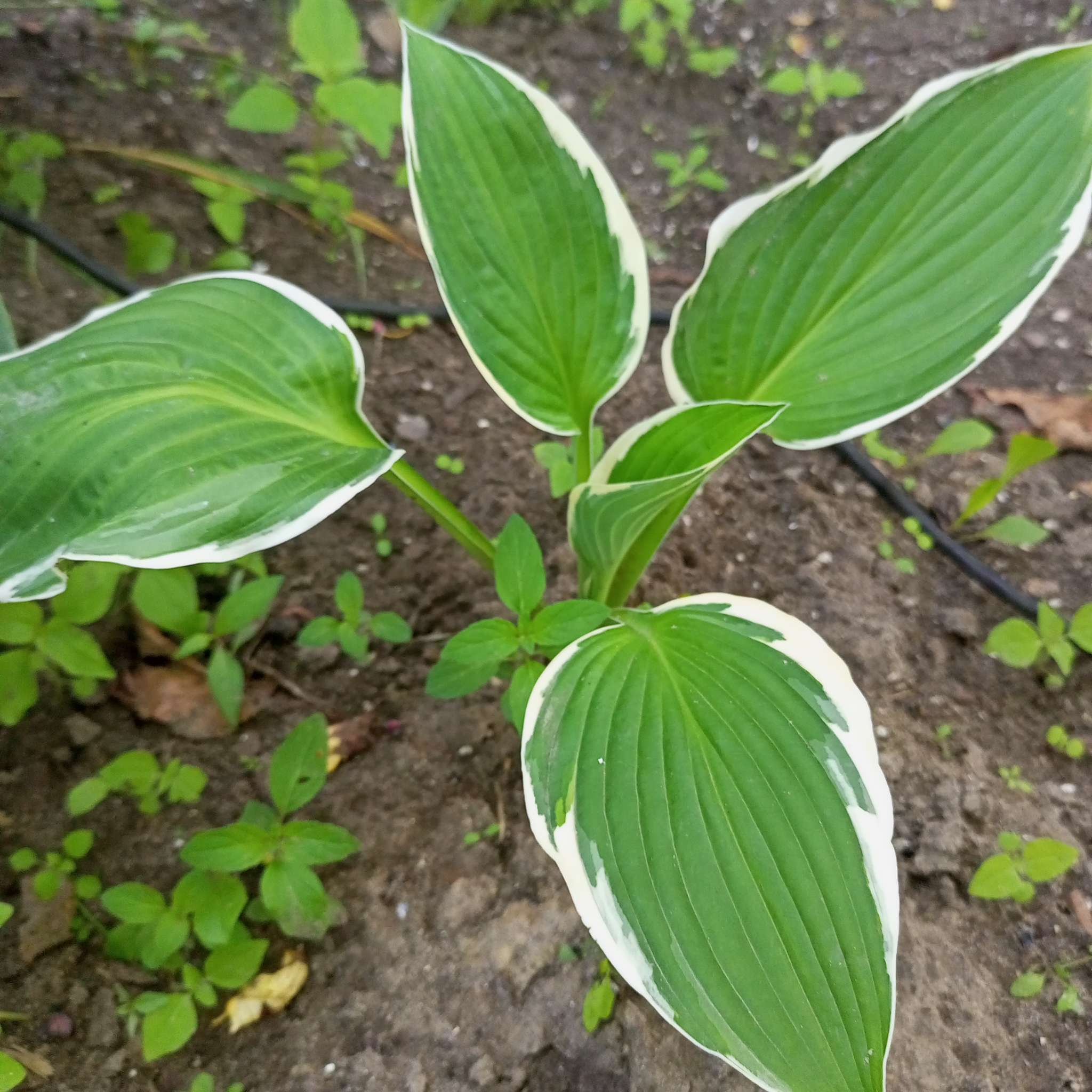 Фотография покупателя товара Хоста «Патриот», корневище в пакете с торфогрунтом, р-р I, 1 шт. - Фото 224