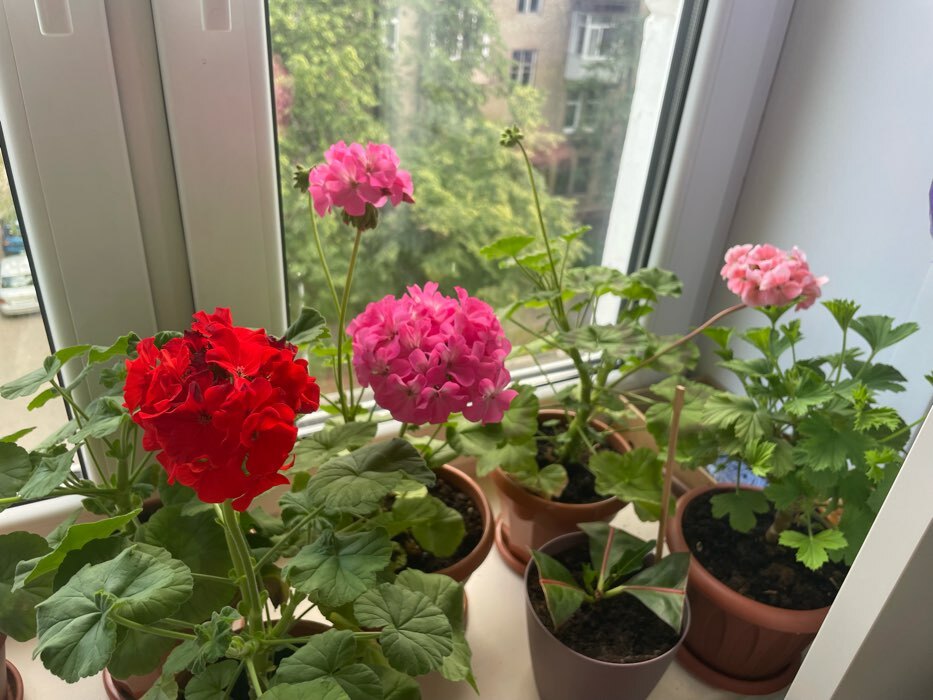Фотография покупателя товара Семена цветов Пеларгония "Мультиблум", F1, смесь, 5 шт. - Фото 13