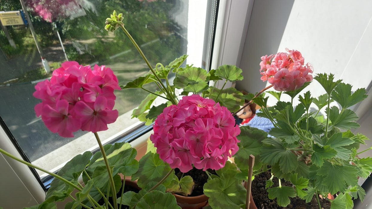 Фотография покупателя товара Семена цветов Пеларгония "Мультиблум", F1, смесь, 5 шт. - Фото 12