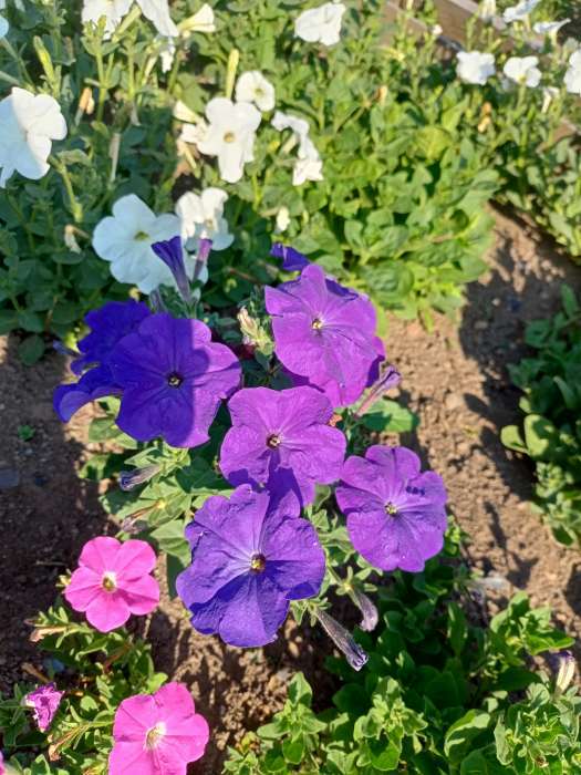 Фотография покупателя товара Семена Цветов Петуния Альдерман, 0,1 г - Фото 1