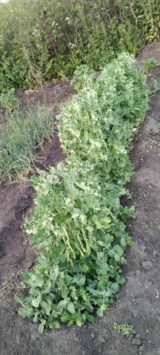 Фотография покупателя товара Семена Горох "Детский" сахарный, раннеспелый, низкорослый, 10 г - Фото 3