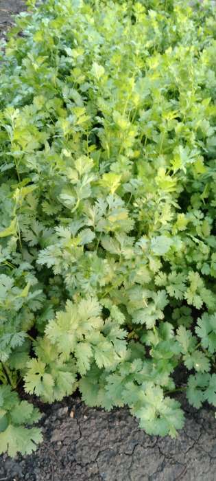 Фотография покупателя товара Семена Кориандр "Бородинский", 5 г - Фото 1