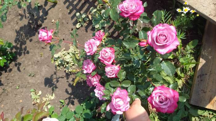 Фотография покупателя товара Саженец розы Дип Перпл, Весна 2024, 1 шт.