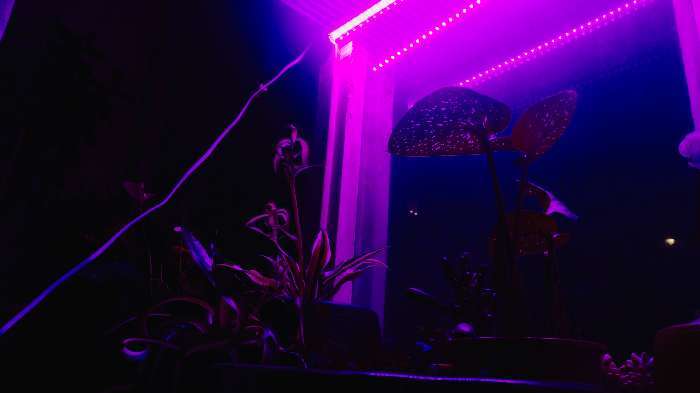 Фотография покупателя товара Фитосветильник светодиодный Uniel, 11 Вт, 572 мм, IP20, 220 В, мультиспектральный, с выкл. - Фото 7
