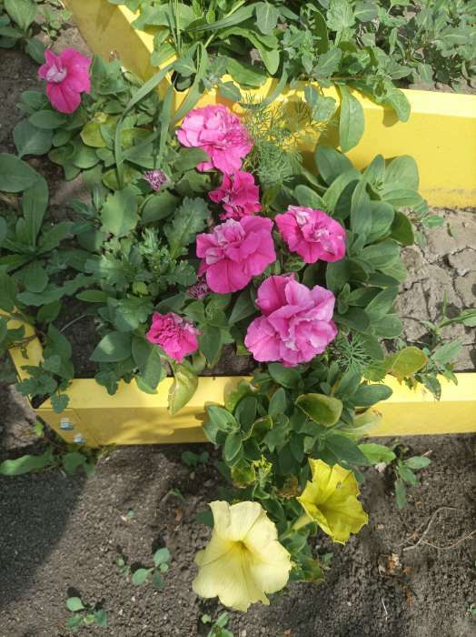 Фотография покупателя товара Семена цветов Петуния "Глаз тигра", F1, 10 шт - Фото 7