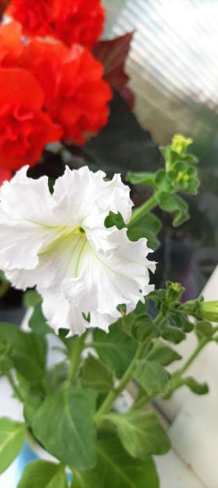 Фотография покупателя товара Семена Петуния Афродита F1 белая крупноцветковая, 7 шт - Фото 19