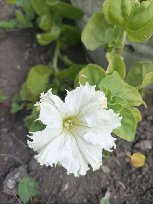 Фотография покупателя товара Семена Петуния Афродита F1 белая крупноцветковая, 7 шт - Фото 18