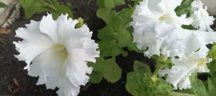 Фотография покупателя товара Семена Петуния Афродита F1 белая крупноцветковая, 7 шт - Фото 14