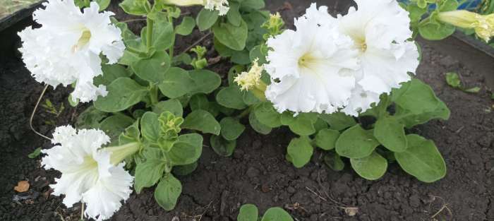 Фотография покупателя товара Семена Петуния Афродита F1 белая крупноцветковая, 7 шт - Фото 15