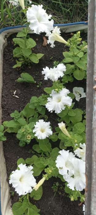 Фотография покупателя товара Семена Петуния Афродита F1 белая крупноцветковая, 7 шт - Фото 17