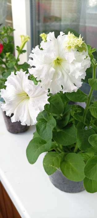 Фотография покупателя товара Семена Петуния Афродита F1 белая крупноцветковая, 7 шт - Фото 16