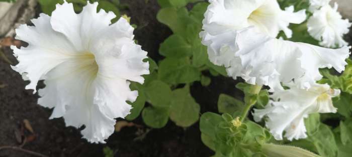 Фотография покупателя товара Семена Петуния Афродита F1 белая крупноцветковая, 7 шт - Фото 20