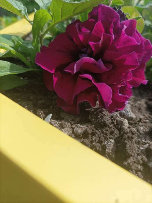 Фотография покупателя товара Семена цветов Петуния махровая многоцветковая "Дуо бургунди" 10 шт - Фото 1