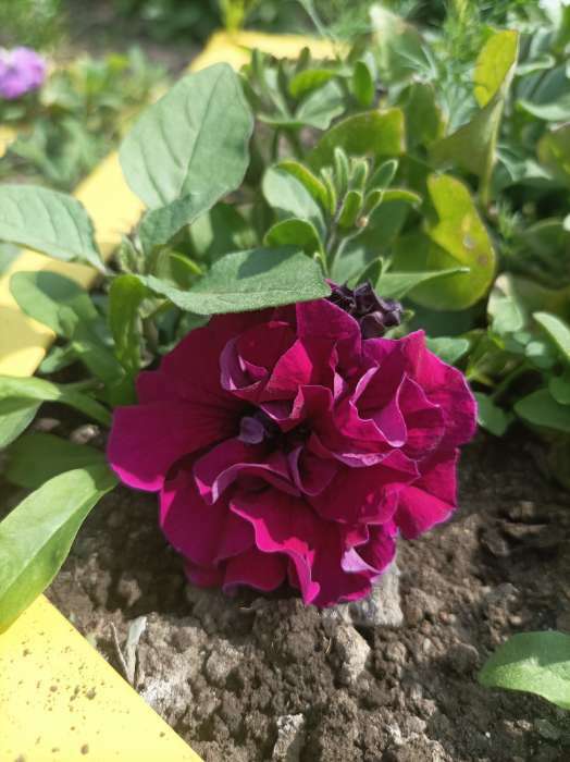 Фотография покупателя товара Семена цветов Петуния махровая многоцветковая "Дуо бургунди" 10 шт - Фото 2