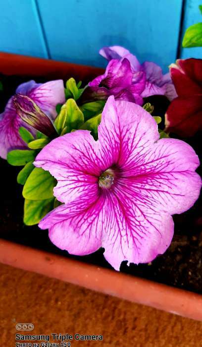 Фотография покупателя товара Семена цветов Петуния Мамбо F1 розовая с прожилками многоцветковая, 7 шт - Фото 21